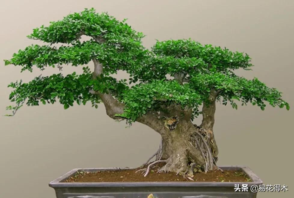 盆景制作与赏析观花,盆景对节白蜡怎么造型