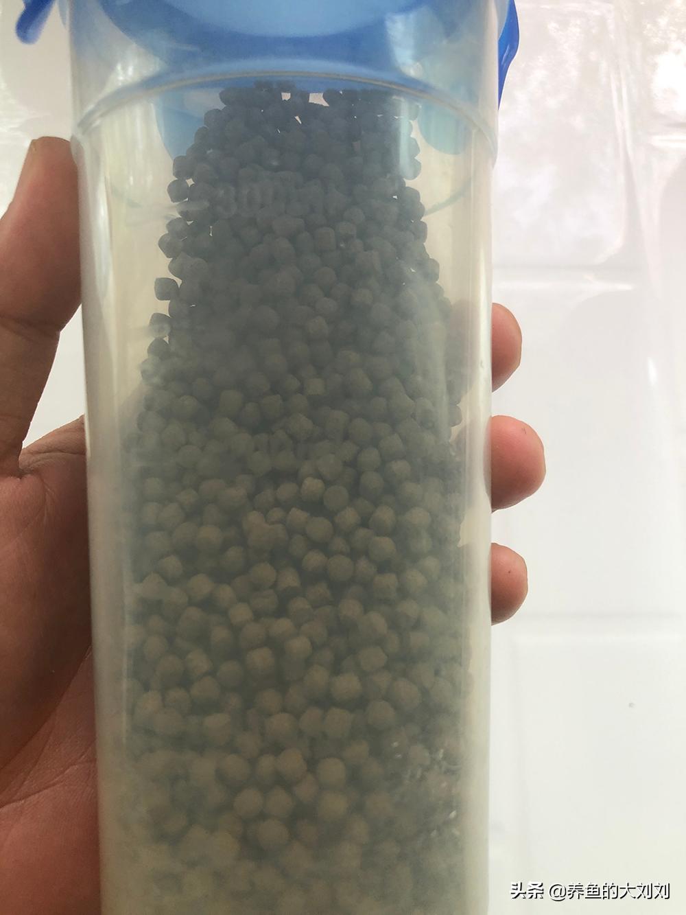 大刘这么懒散的人如何喂鱼？怎么喂鱼？喂小鸡饲料？