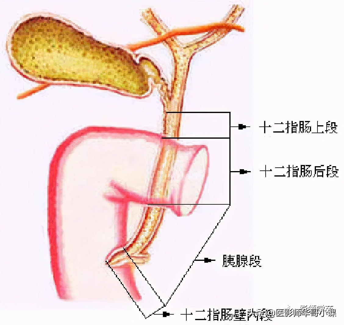 胆总管变异,胆胰管解剖
