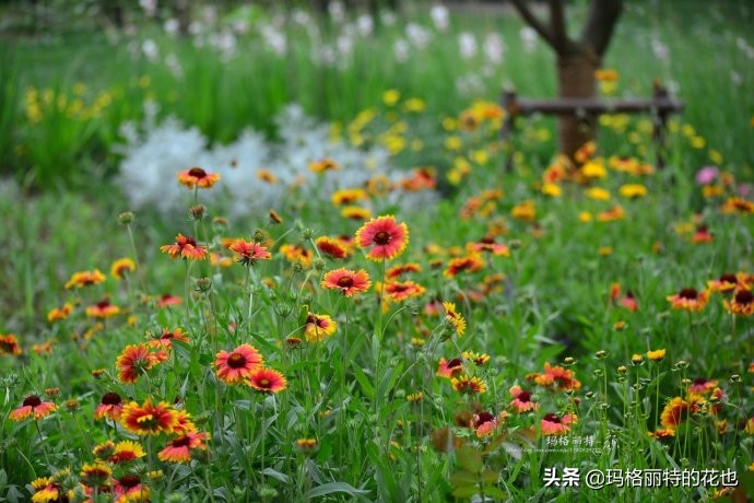 上海洋水仙,上海璞素上居民宿抖音团购