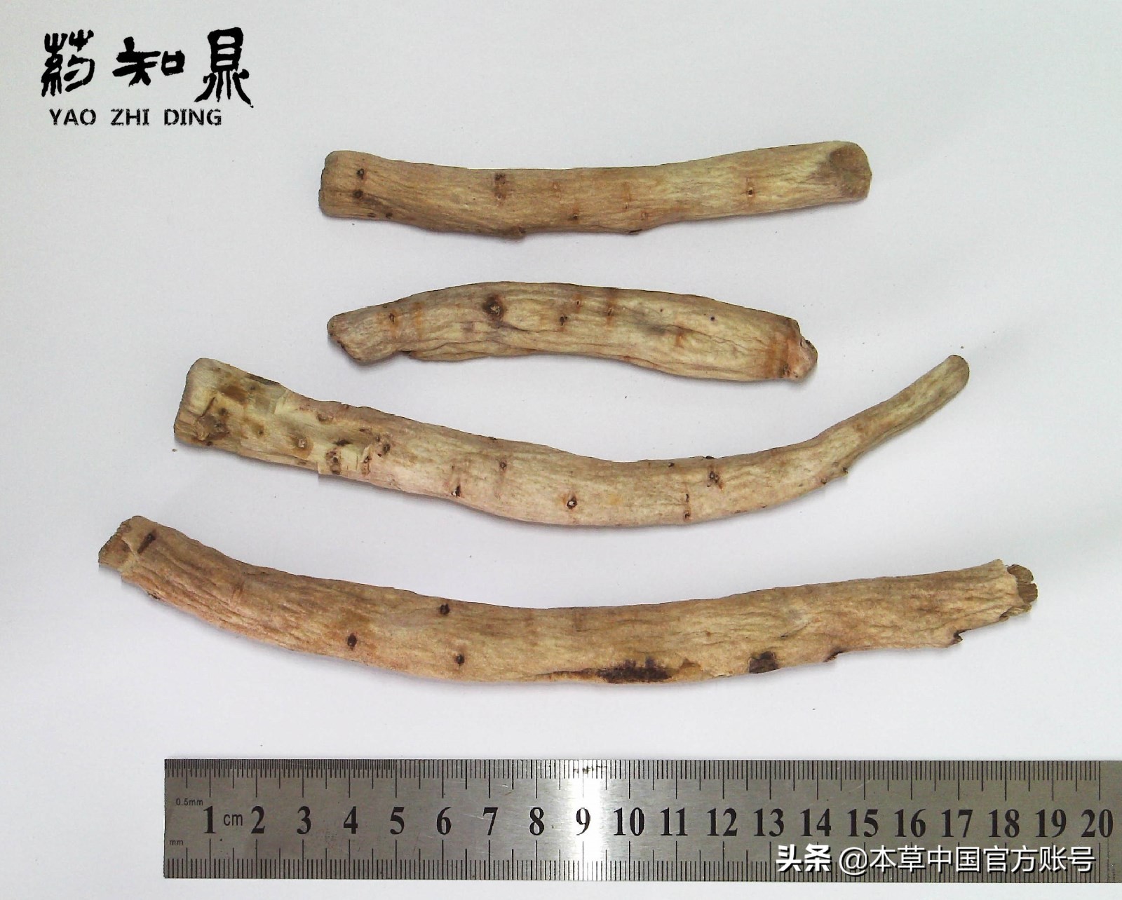 【本草百科·药知鼎——白芍】朵腴花硕,不止于美丽的外表