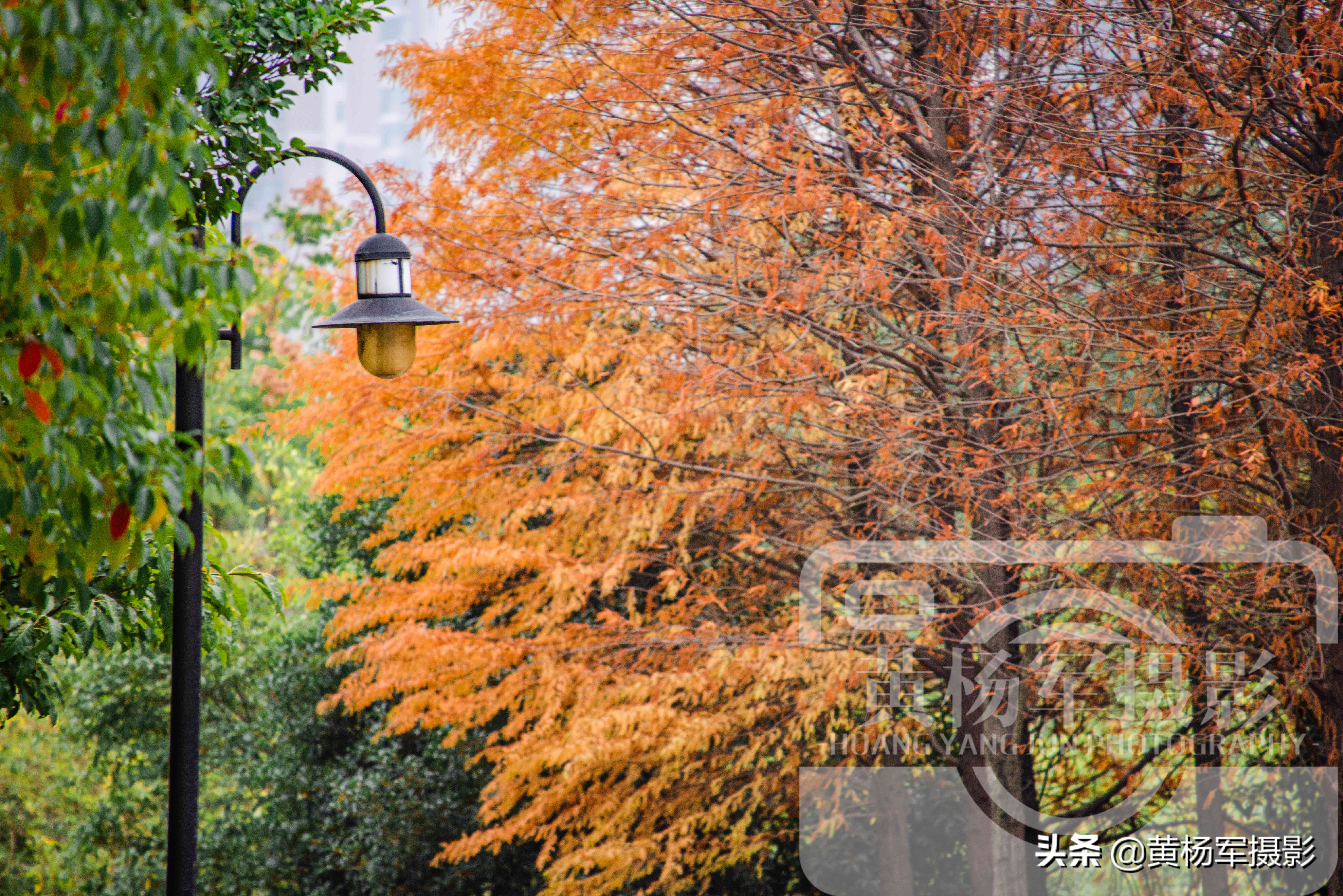 水杉里的活化石,最美的水杉树