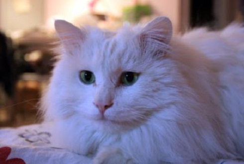 养狗或猫是否对抑郁症有好处,猫狗能治愈抑郁症吗