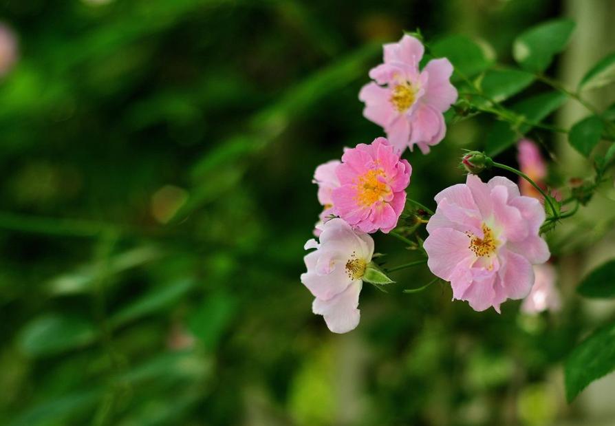 写蔷薇花的古诗词,关于蔷薇花的诗句古诗