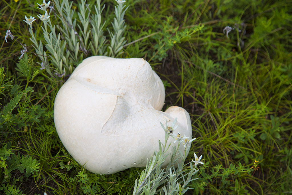 河北承德坝上草原京北第一草原,京北第一草原和坝上草原嘉年华
