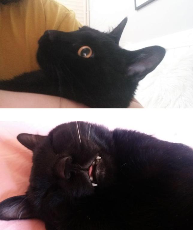 养黑白相间的猫十大禁忌,养纯黑色猫有什么好处