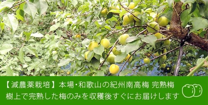 日本这个村种梅子每户年收16万，还种出了“世界文化遗产”