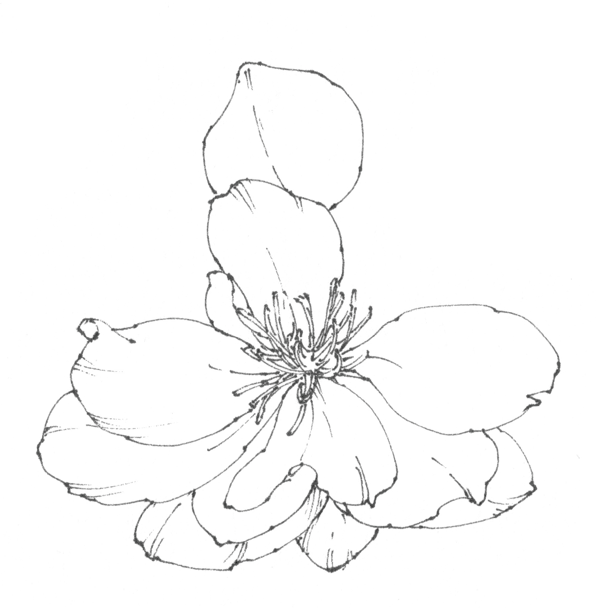 春日写生浪漫樱花,春季樱花写生季