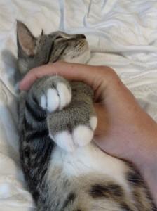 猫咪被蜜蜂蛰了会有生命危险吗,猫咪被蜜蜂蛰了照片