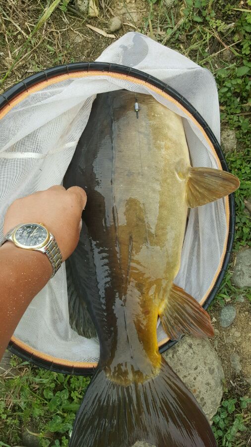 钓鱼高手钓大型鱼类,十年鱼