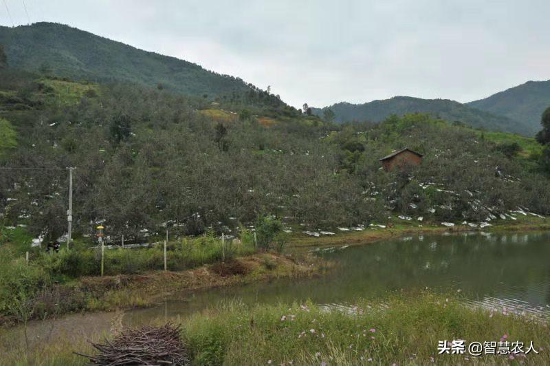 哪个地方的苹果最好吃,陕西省苹果哪里最好吃