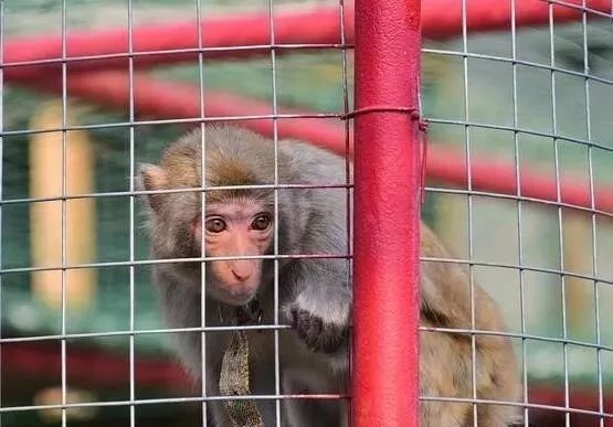 野生蝙蝠都吃什么,十大不能吃的野生蝙蝠