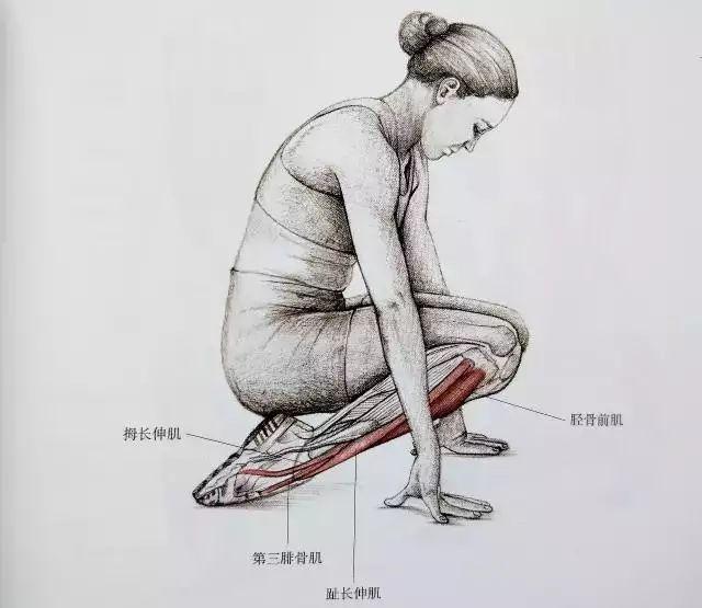 小腿肌肉紧张是咋回事,小腿肌肉紧张收缩要怎么恢复