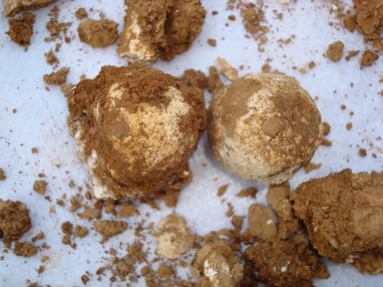 考古学家发现10万年前人类粪便,研究者首次发现人类粪便