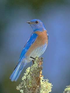 上帝和知更鸟,知更鸟为什么叫上帝之鸟