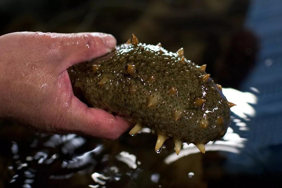 海参辽参刺参哪种参最好,海参刺参跟红参的区别
