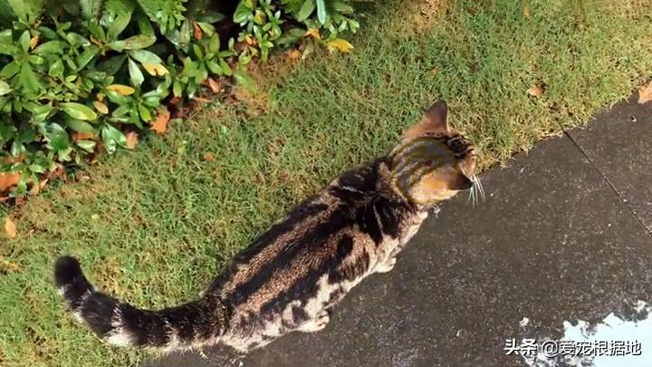 同伴被困空房子,流浪猫向人类求助,获救后它竟主动让出食物