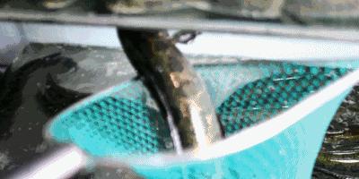 大宜兴没有好吃的鱼？这家独霸美食界的鱼无双！要不要挑战一下？