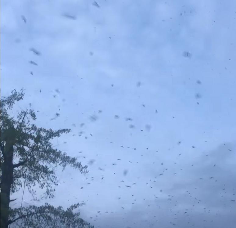 吓人！洛阳村庄惊现大量蛇进村入户野生物种异常行为暗示了什么？