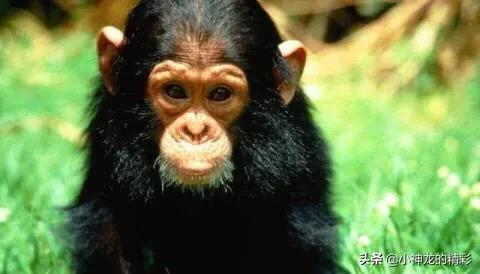 世界上十种杀不死的动物,世界上会杀死自己的五种动物