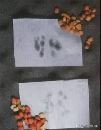 选狗粮不要按销量排序了！这样买狗粮，狗狗少说多活3年