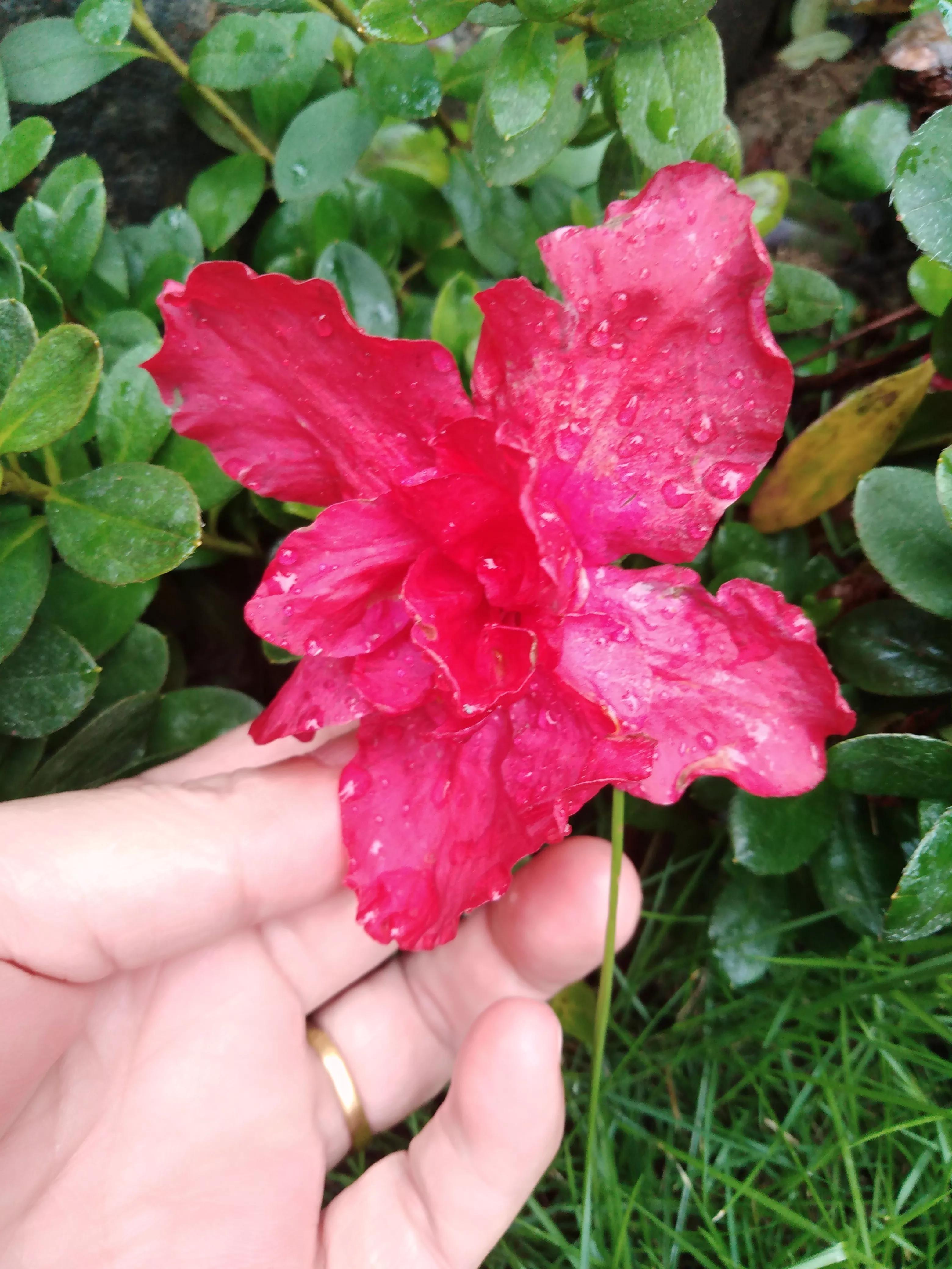 嘴长毛短浅含膘,嘴长毛短浅含膘是什么生肖