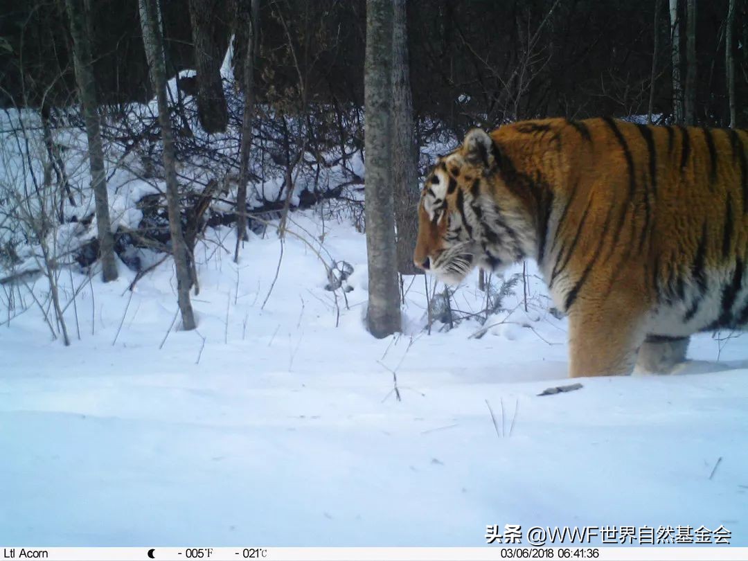 守护王者归来，邀你来画虎