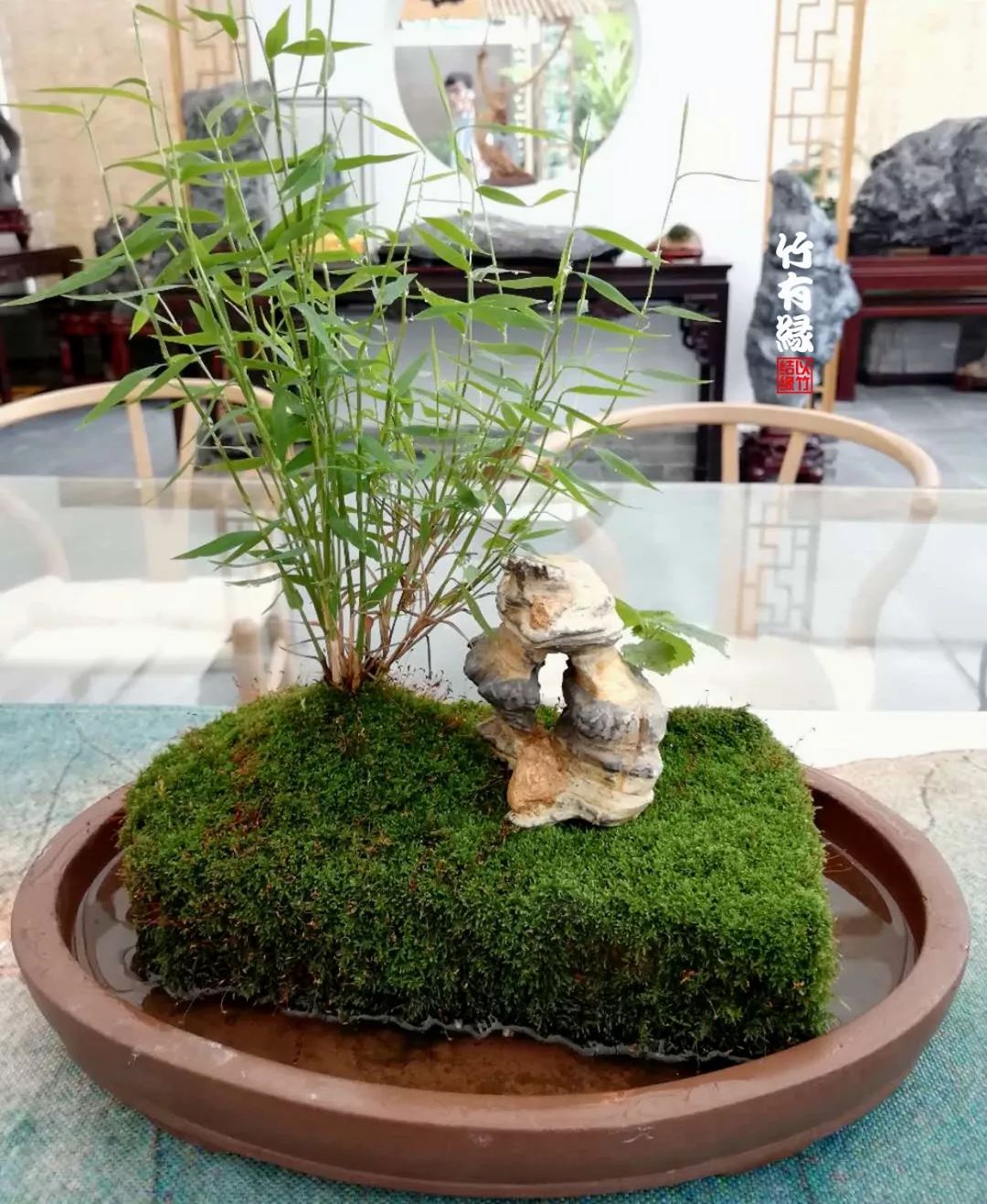 《竹子浇水宝典》竹子浇水是门大学问!