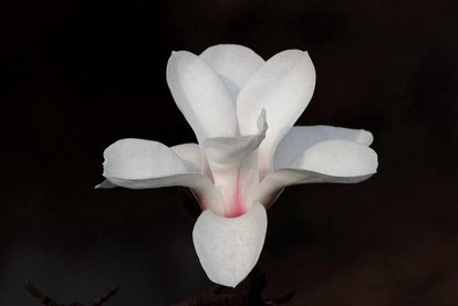 白玉兰花洁白如玉,白玉兰花冰肌玉骨