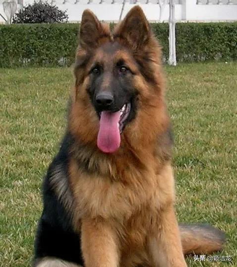德国牧羊犬繁育训练基地,德国牧羊犬的生活习性有哪些