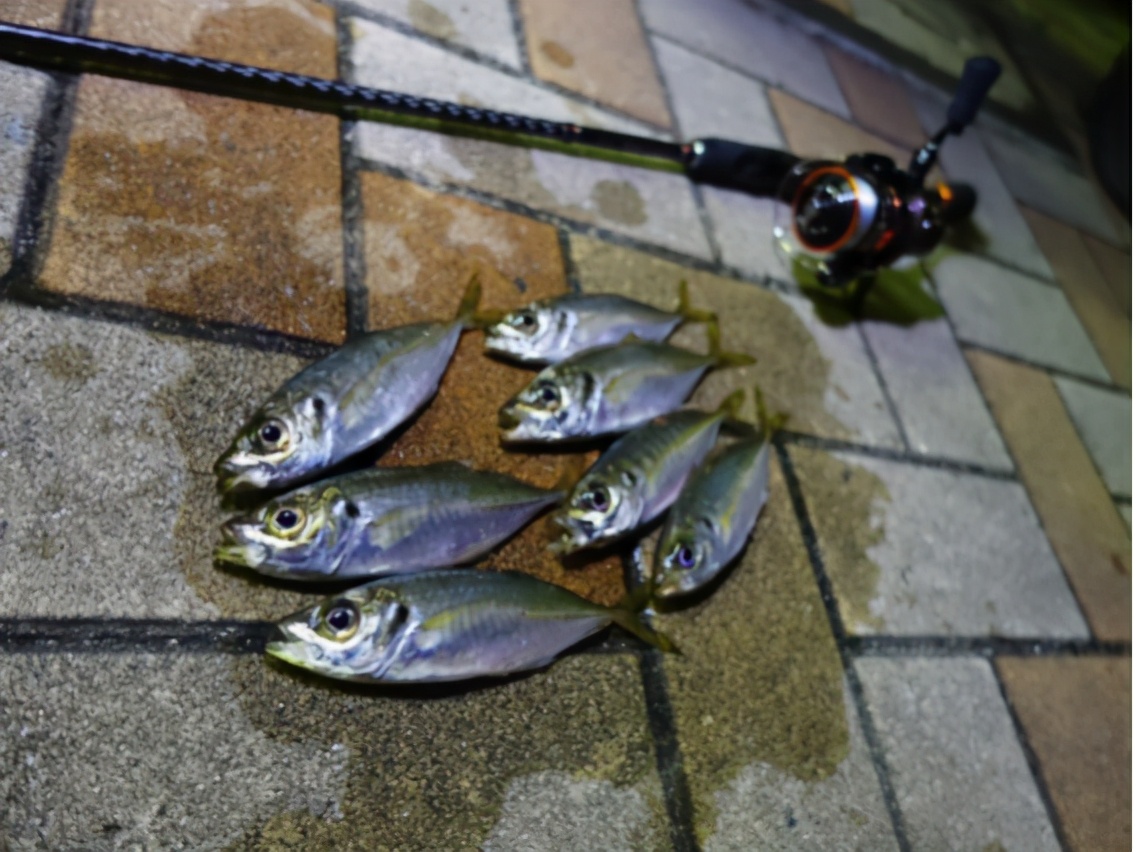 青竹鱼钓法和饵料,日本竹荚鱼的做法