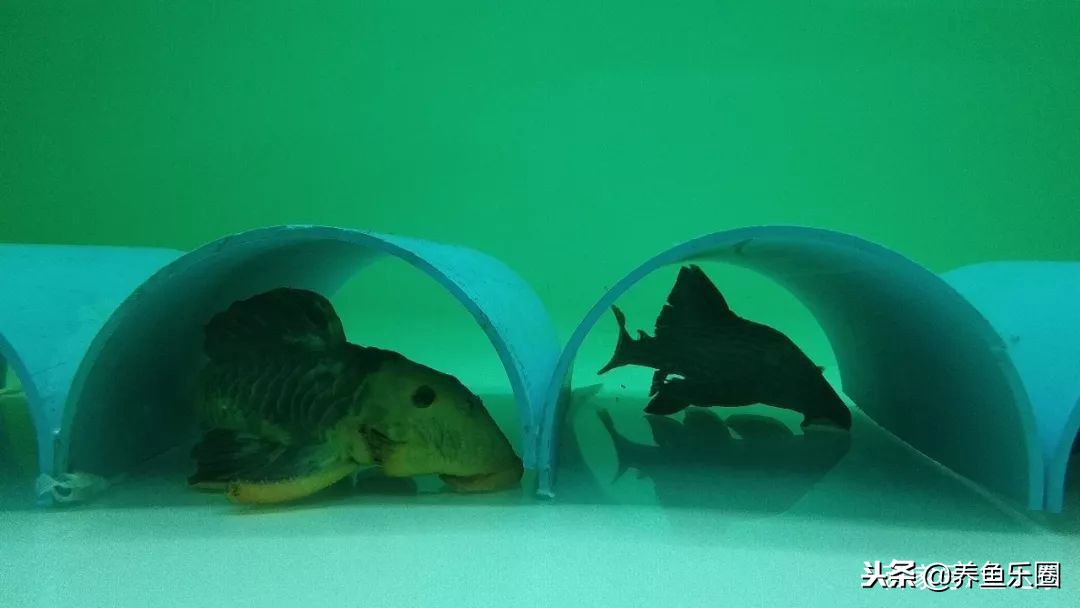 这位土豪家的渔场，光滤材就花了500多万，你确定不要见识一下？