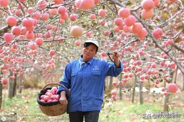礼泉断崖式跌入谷底：温水煮青蛙，最终失去的是求生的欲望