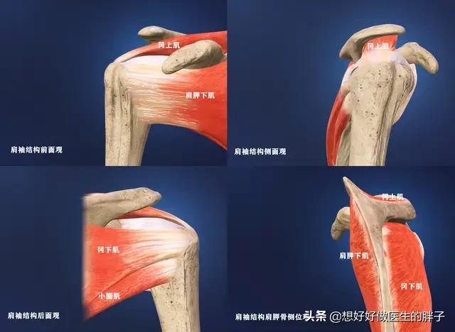 左侧肩膀疼痛预示十种病,哪些病可引起肩膀痛后背痛颈椎痛