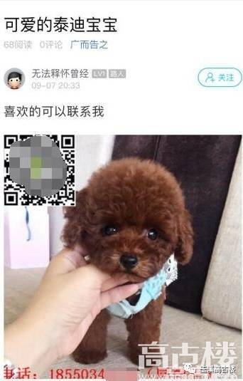 怎么防止网上买狗上当受骗,网上买狗被骗的概率大吗