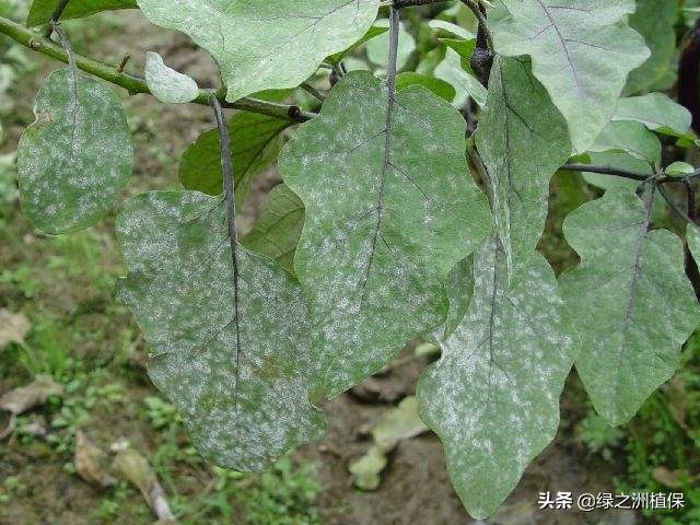 蔬菜细菌和真菌的区别,蔬菜真菌细菌病毒防治