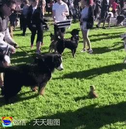 搞笑动图gif表情包可爱,搞笑动图gif微信可爱表情包