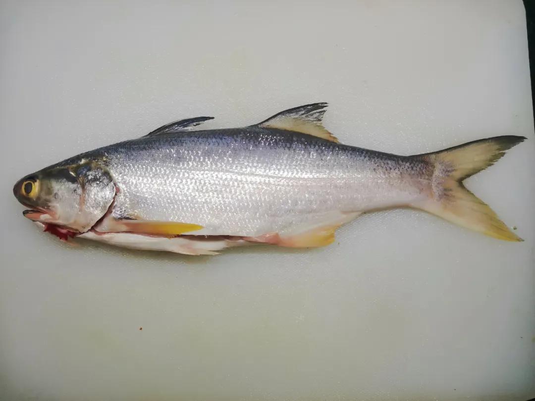 开海季都有什么海鲜,开海了这些生猛海鲜