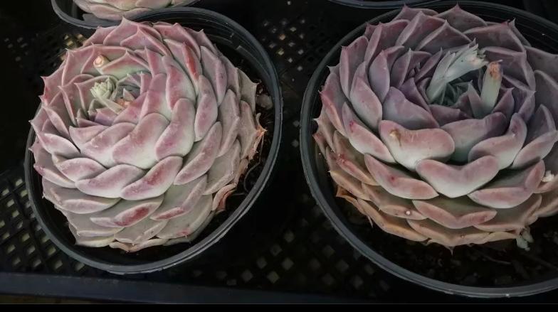 多肉养出状态来有多美?这102种多肉控养上色之后美呆了