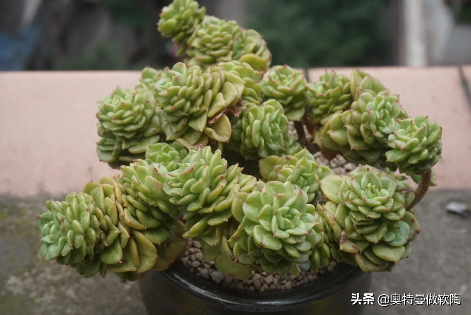 红檀多肉夏天怎么度夏,多肉乌木夏天好度夏吗