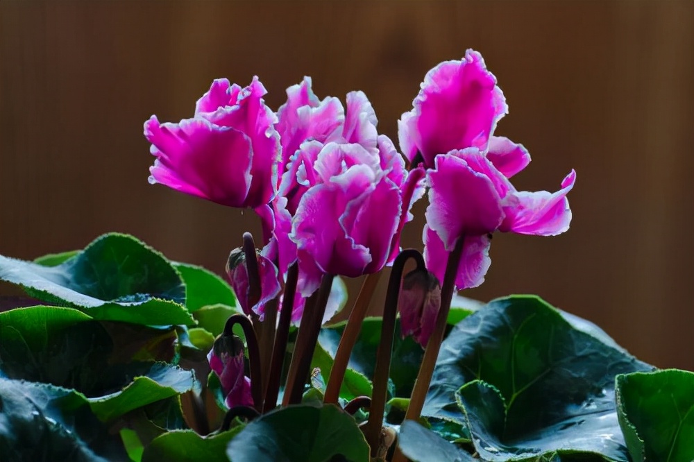 仙客来最佳配方,仙客来怎么能养成好