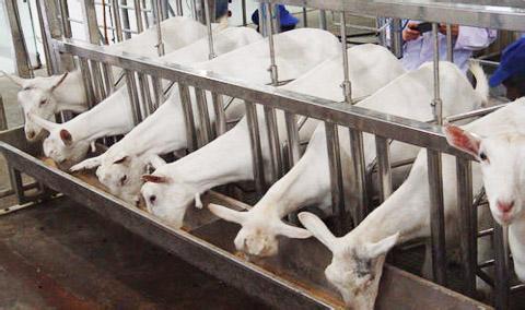 防治牛羊乳房炎的有效策略分析