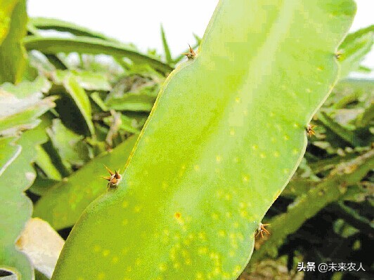 火龙果溃疡病什么季节易发生,火龙果溃疡病危害症状