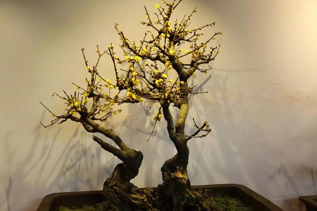 冬天能扦插蟹爪兰放室内还是室外,这4种花现在扦插最容易生根杀菌