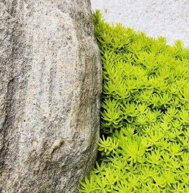 雨水花园植物区,雨水花园水生植物