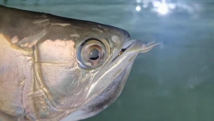 重磅|国内缸内金龙鱼繁殖重大突破，附65天跟踪记录