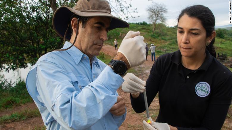 “*卡因可**河马”入侵哥伦比亚，“一夫三妻”子孙已近百：马上绝育