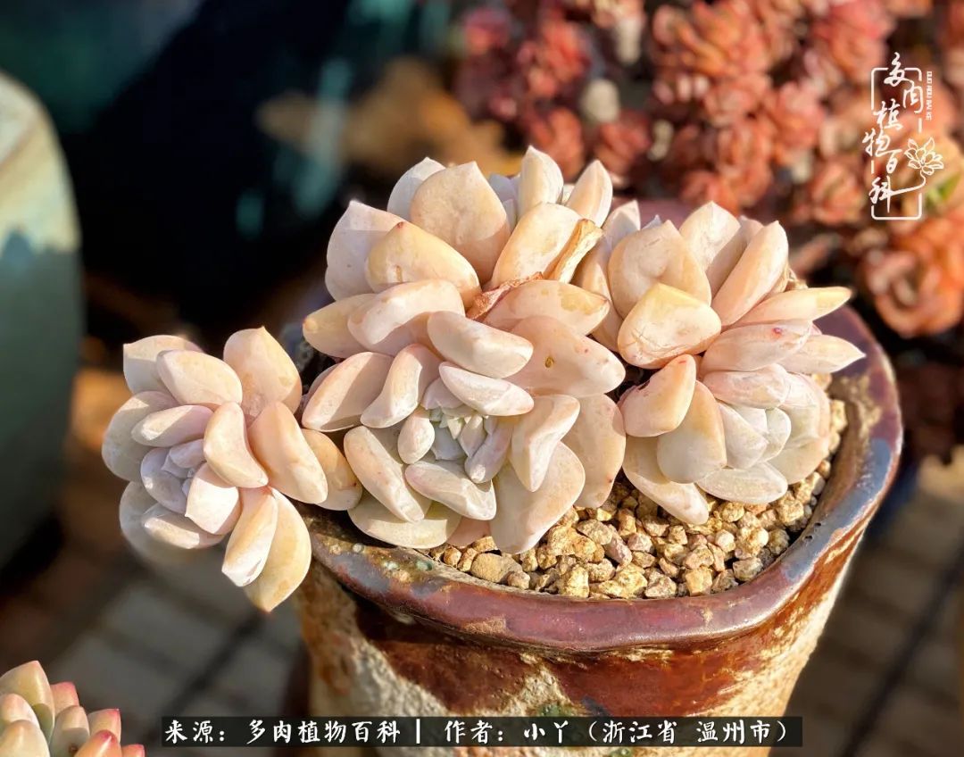 祖上无院家里无矿,一腔浪漫情怀付诸楼顶造花