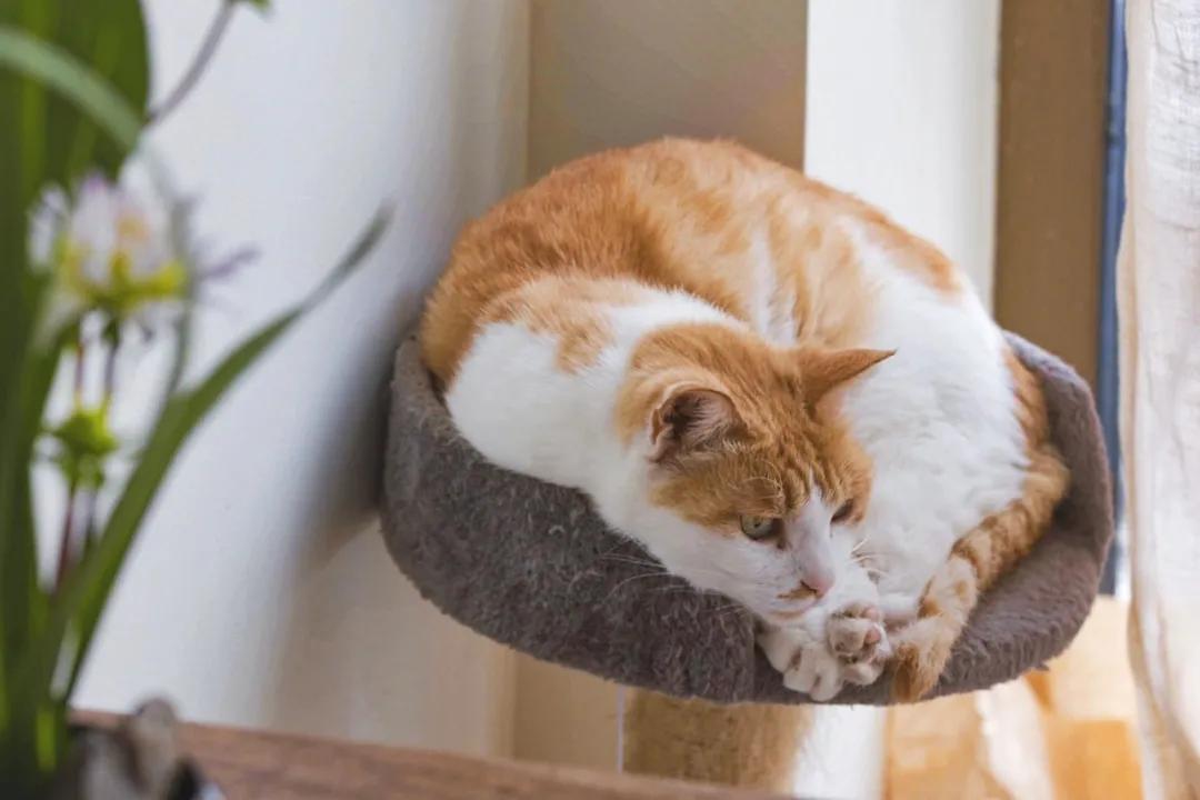 北京京郊女孩抱团养老村,北京山里抱团养老