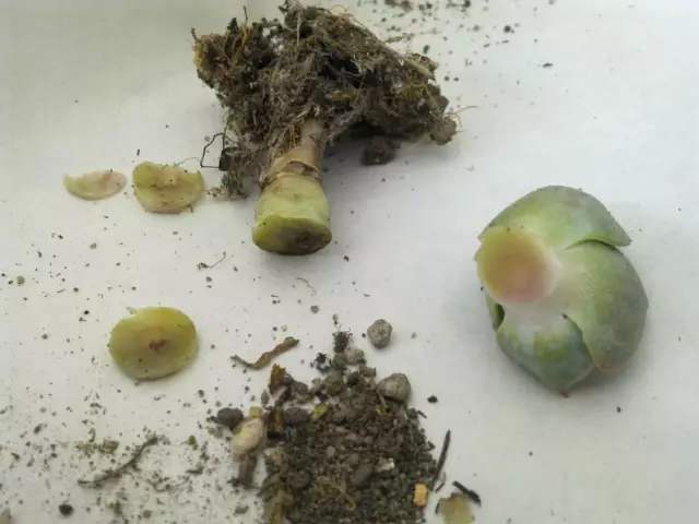 多肉植物黑死病怎么治,多肉腐黑了怎么救活